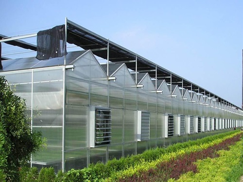 tam lop lay sang poly 5 1 tấm nhựa lợp sáng sử dụng trong nhà kính trồng cây