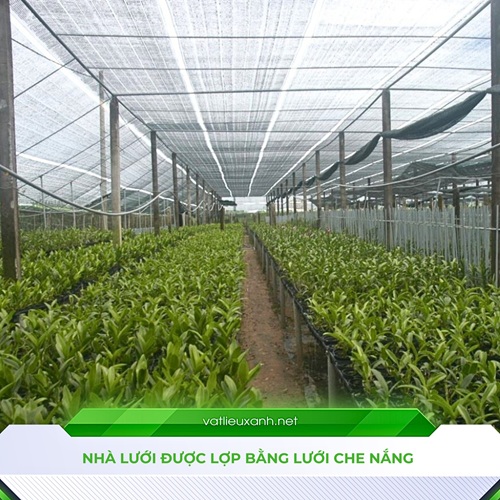 So sánh nhà lưới và nhà kính đâu mới là lựa chọn đúng Nhà trồng hoa lan được lợp bằng lưới che nắng